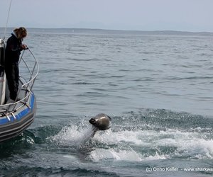 Seal vs Shark - An Attempted Predation